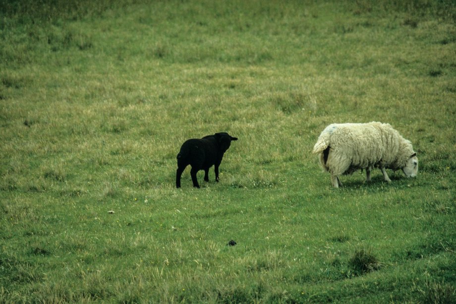 DRIVE YOUR PLOW OVER THE BONES OF THE DEAD Photo of two sheep in a pasture