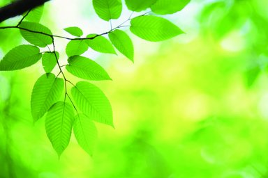 Leaves in fresh and calming shades of green